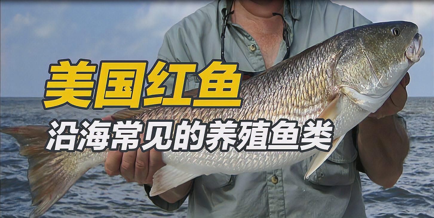 美國紅魚在中國叫什么