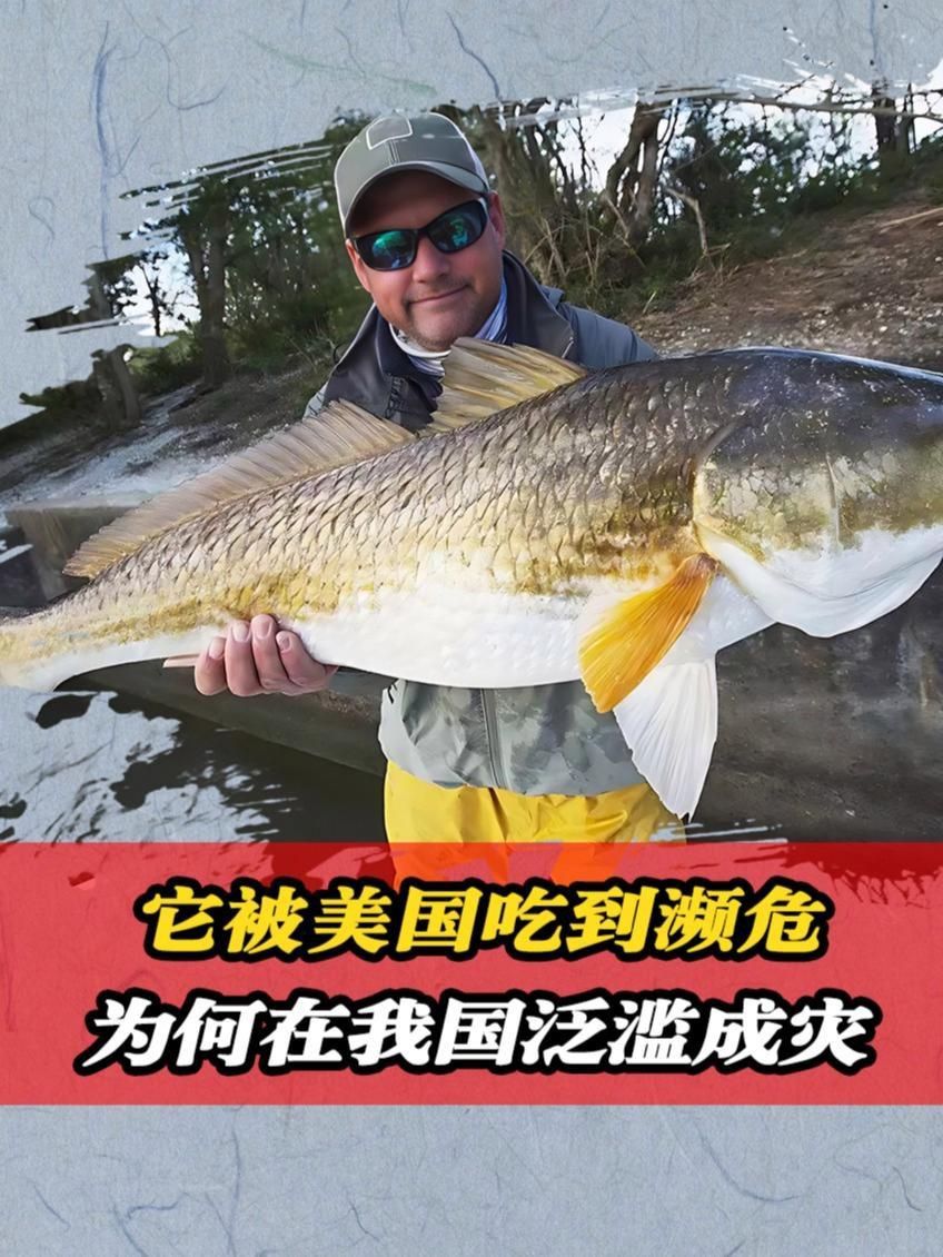 美國紅魚在中國叫什么