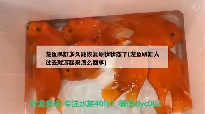 龍魚趴缸多久能恢復原狀狀態：龍魚趴缸后食欲不振怎么辦