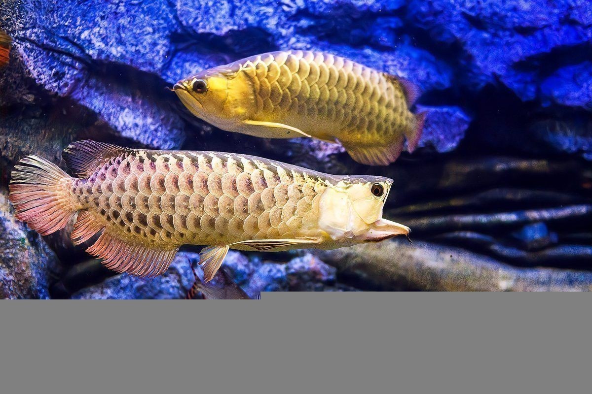 龍魚(yú)咬人怎么回事兒：如何判斷龍魚(yú)咬人的原因