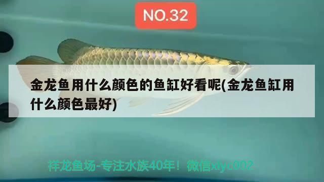 金龍魚用什么顏色的魚缸好一點（金龍魚的背景顏色選擇指南）