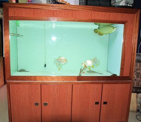 金龍魚用什么顏色的魚缸好一點（金龍魚的背景顏色選擇指南）