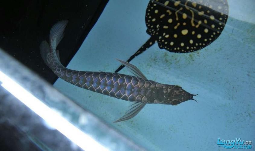 白金龍魚有哪些特殊品種？