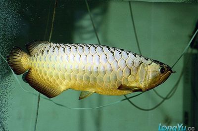 金龍魚變化：金魚的體色變化之謎