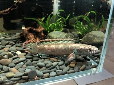 高背金龍魚多久發(fā)色一次：高背金龍魚多久發(fā)色