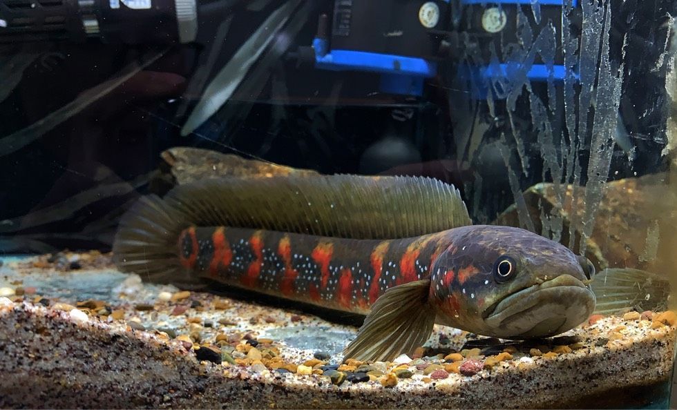 高背金龍魚多久發(fā)色一次：高背金龍魚多久發(fā)色