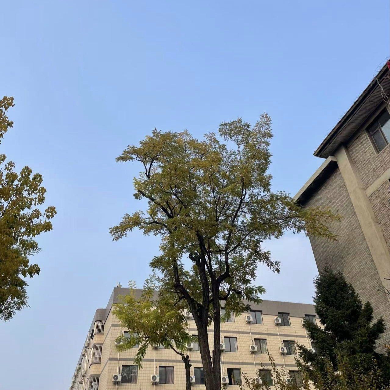 錦鯉靠近有靈氣的人嗎