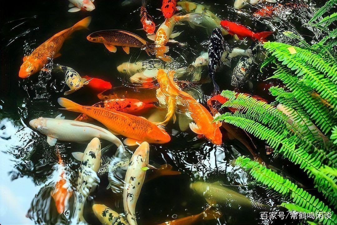 錦鯉靠近有靈氣的人嗎