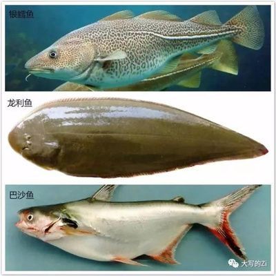 巴沙魚和龍利魚是一種魚嗎：巴沙魚和龍利魚的區(qū)別