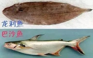 巴沙魚和龍利魚是一種魚嗎：巴沙魚和龍利魚的區(qū)別