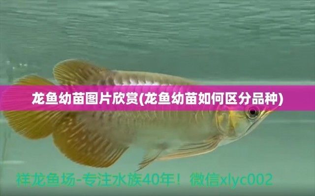 金龍魚小苗怎么分類管理，如何判斷金龍魚幼苗健康狀況
