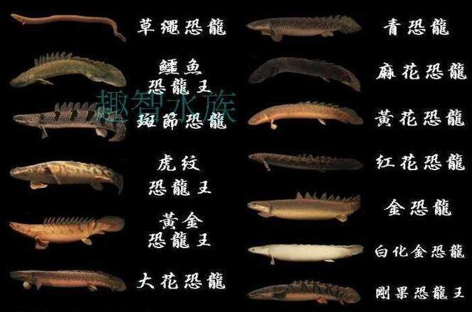 虎紋恐龍魚和什么魚混養(yǎng)好呢圖片 虎紋恐龍魚和什么魚混養(yǎng)好呢圖片 龍魚百科 第7張