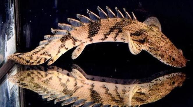 虎紋恐龍魚和什么魚混養(yǎng)好呢圖片 虎紋恐龍魚和什么魚混養(yǎng)好呢圖片 龍魚百科 第8張