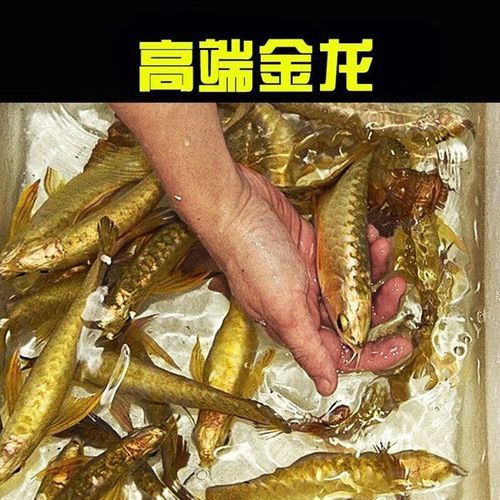 金龍魚苗價格圖片大全