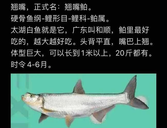 金龍魚翹嘴是為什么呢圖片大全