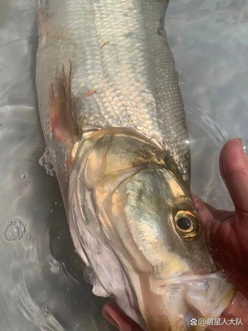 金龍魚翹嘴是為什么呢圖片大全
