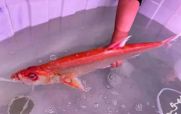 金龍魚翹嘴是為什么呢圖片大全