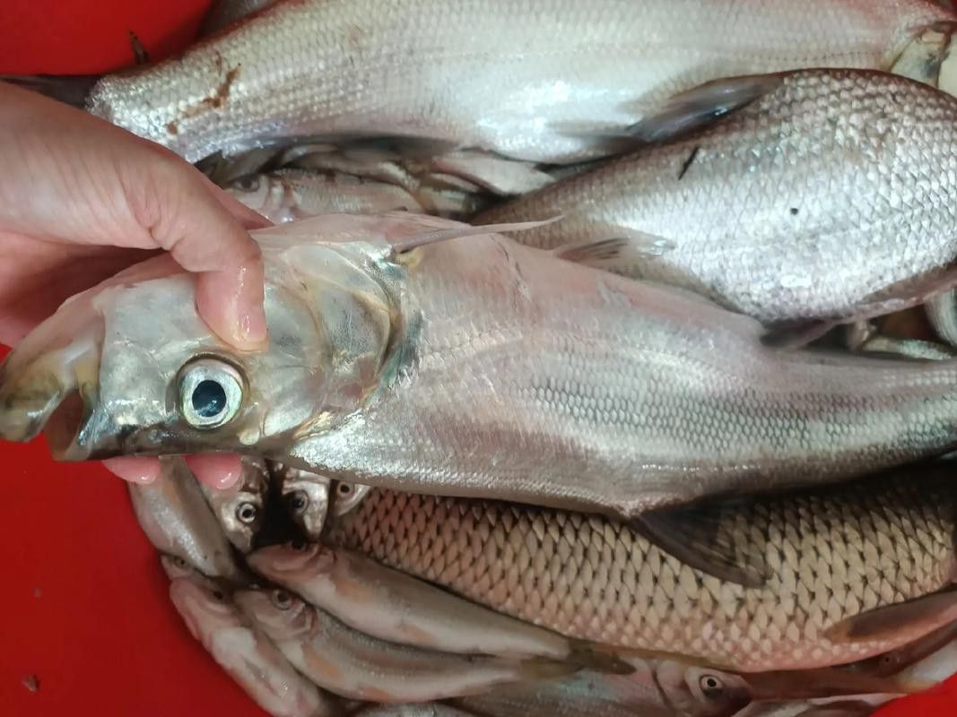金龍魚翹嘴是為什么呢圖片大全