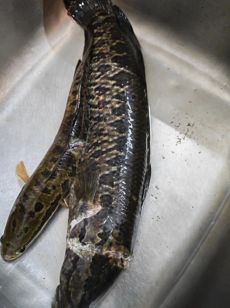 金龍魚翹嘴是為什么呢圖片大全