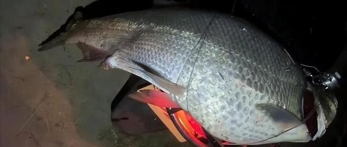 金龍魚翹嘴是為什么呢圖片大全