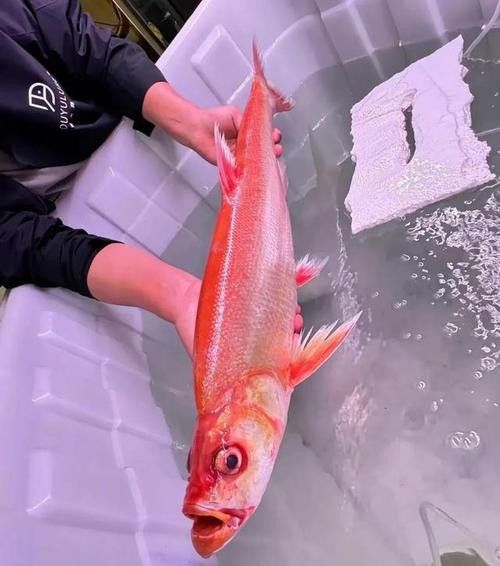 金龍魚翹嘴是為什么呢圖片大全