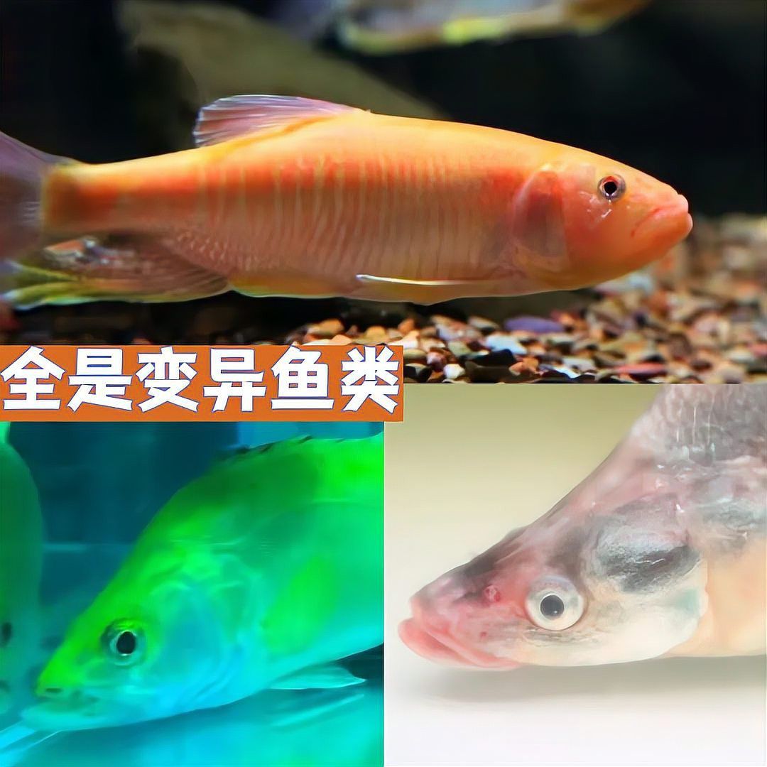 金龍魚翹嘴是為什么呢圖片大全