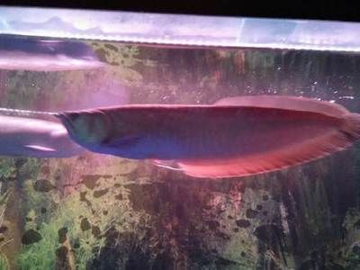 龍魚養多久能到55厘米（龍魚養到55厘米的時間會因其品種、生長階段而異）