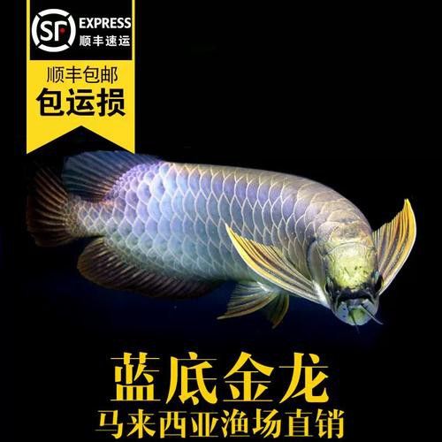 紅龍過背金龍魚的價格是多少？