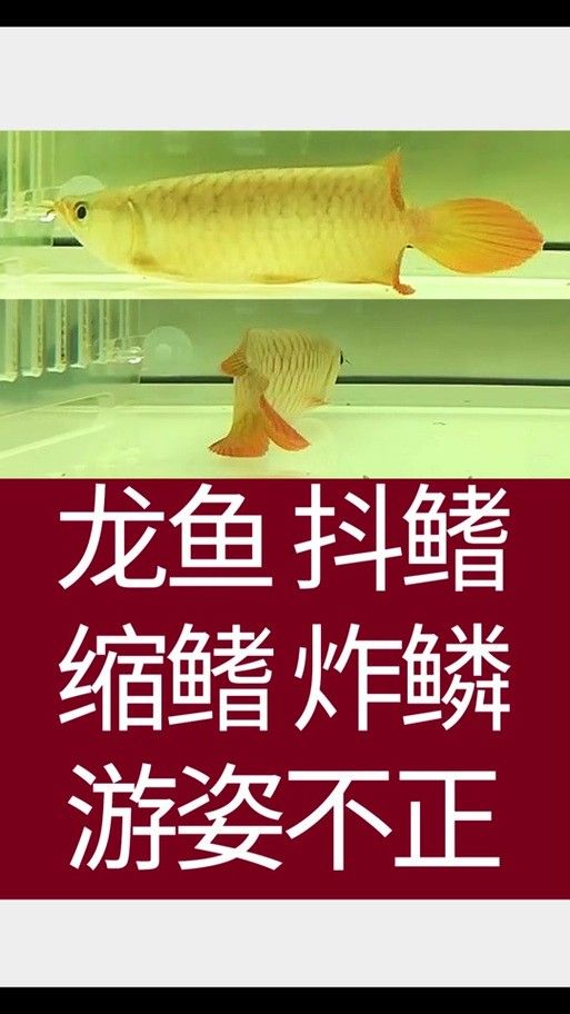 龍魚身上有白膜怎么辦啊圖片 龍魚身上有白膜怎么辦啊圖片 龍魚百科 第16張