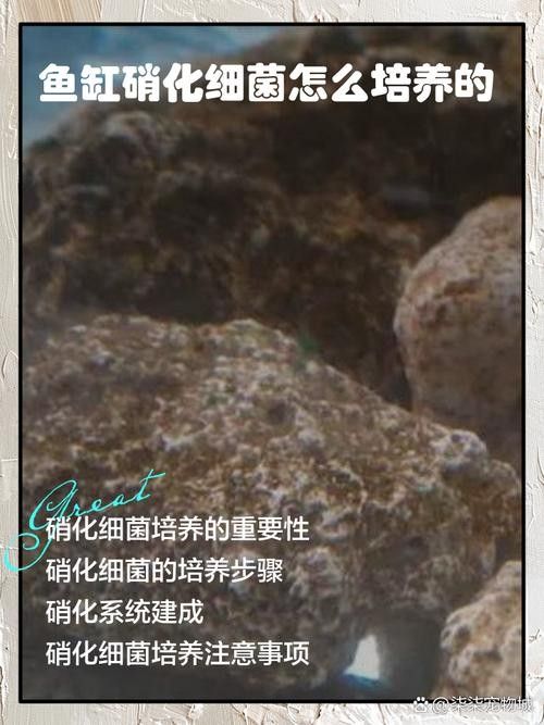 龍魚身上有白膜怎么辦啊圖片 龍魚身上有白膜怎么辦啊圖片 龍魚百科 第26張