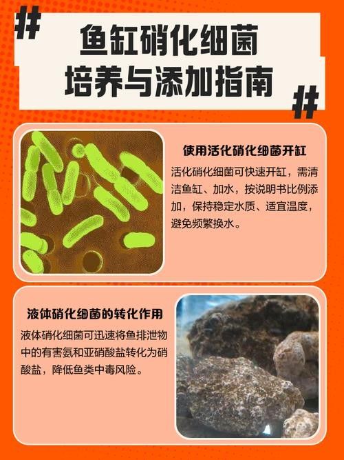 龍魚身上有白膜怎么辦啊圖片 龍魚身上有白膜怎么辦啊圖片 龍魚百科 第29張