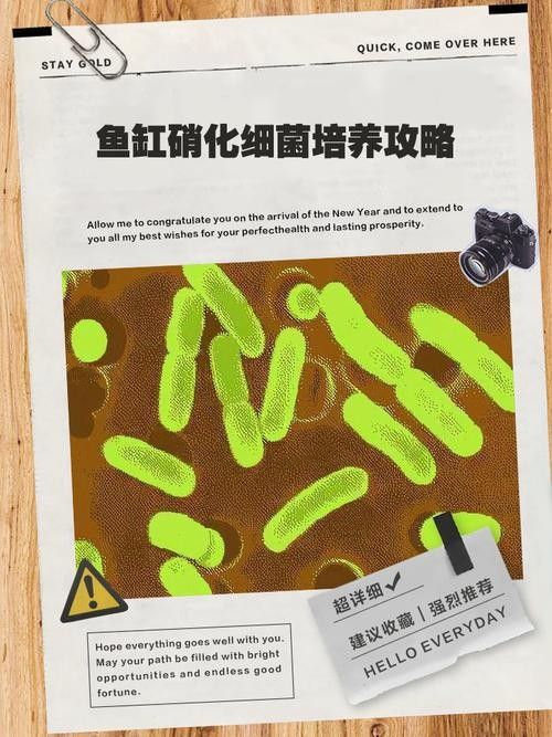 龍魚身上有白膜怎么辦啊圖片 龍魚身上有白膜怎么辦啊圖片 龍魚百科 第33張