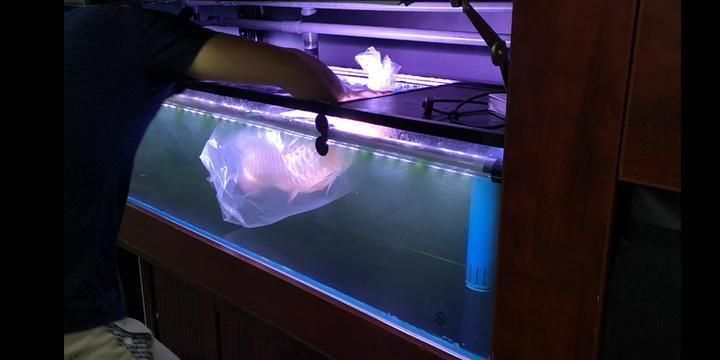 龍魚不過水直接入缸沒問題不？：龍魚不過水直接入缸沒問題不?
