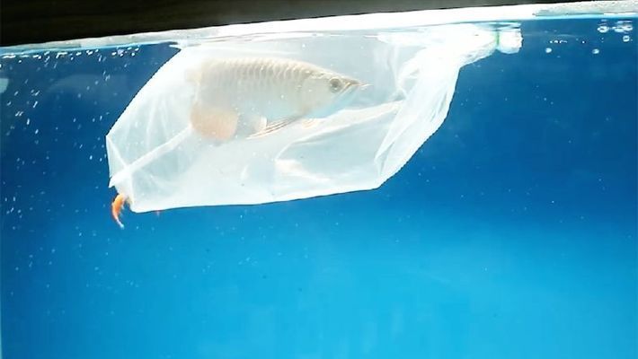 龍魚不過水直接入缸沒問題不？：龍魚不過水直接入缸沒問題不?