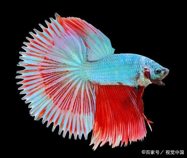 30種常見熱帶觀賞魚：30種常見熱帶觀賞魚品種