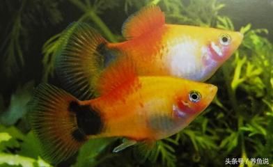 30種常見熱帶觀賞魚：30種常見熱帶觀賞魚品種