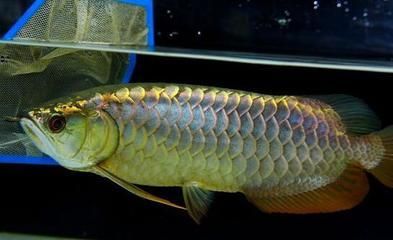 金龍魚魚鱗脫膜了怎么辦：金龍魚魚鱗脫膜了怎么辦金龍魚魚鱗脫膜了怎么辦