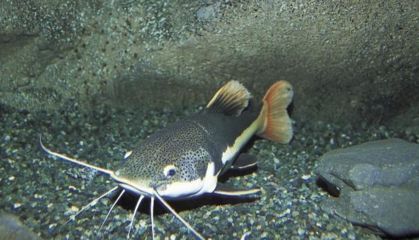 招財魚飼料品牌對比評測：水族寵物用品牌介紹