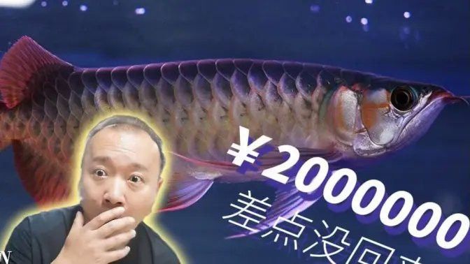 哪里可以找到高清紅龍魚視頻？