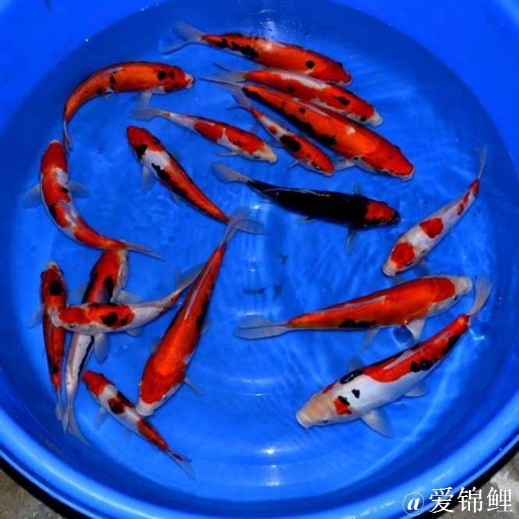 在哪里可以買到龍魚苗？：如何辨別優質的龍魚苗