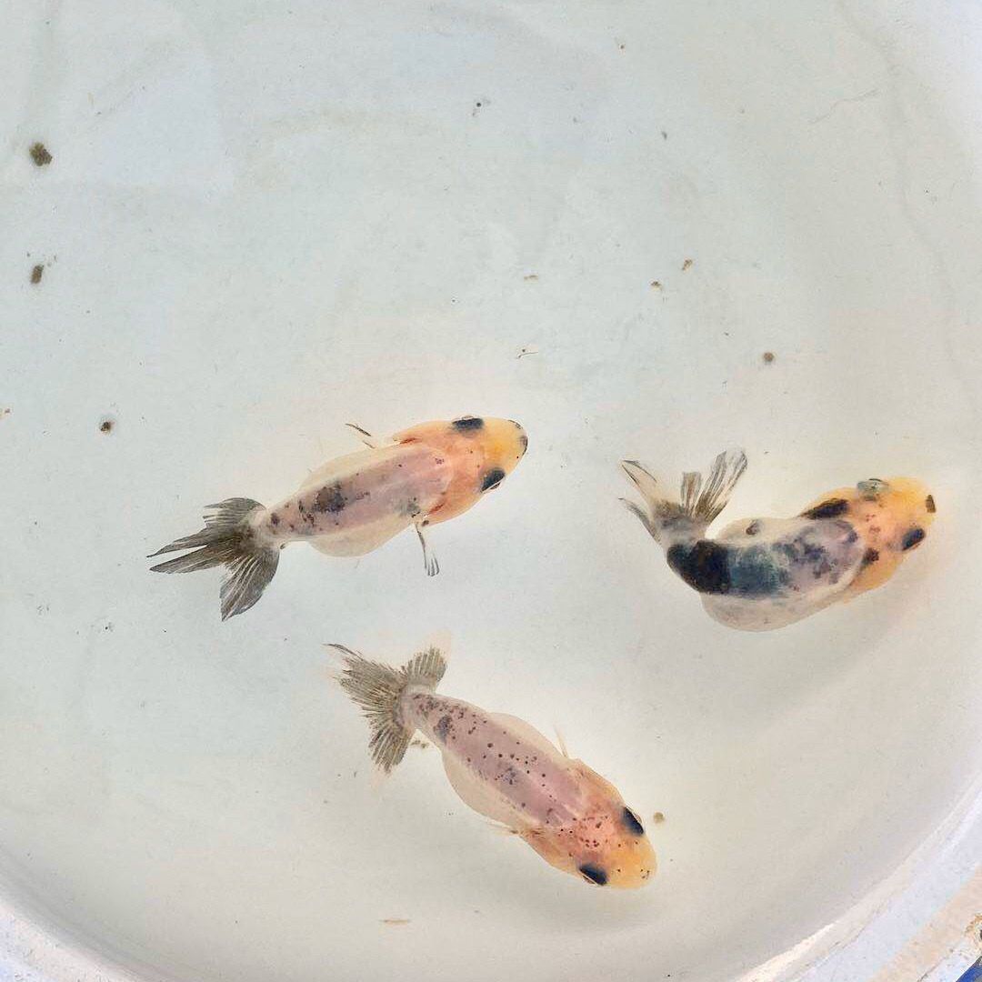 在哪里可以買到龍魚苗？：如何辨別優質的龍魚苗