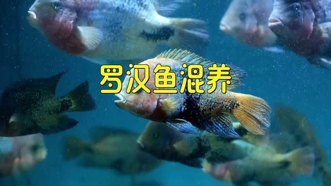 羅漢魚怎么混養不打架