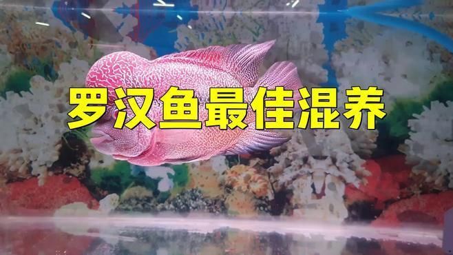 羅漢魚怎么混養不打架