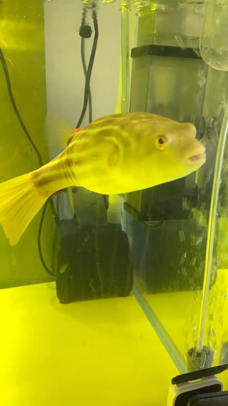 斑馬狗頭魚和龍魚混養(yǎng)可以嗎圖片 斑馬狗頭魚和龍魚混養(yǎng)可以嗎圖片 龍魚百科 第1張
