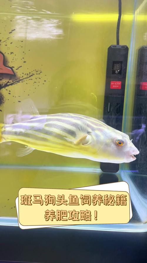 斑馬狗頭魚和龍魚混養(yǎng)可以嗎圖片 斑馬狗頭魚和龍魚混養(yǎng)可以嗎圖片 龍魚百科 第6張