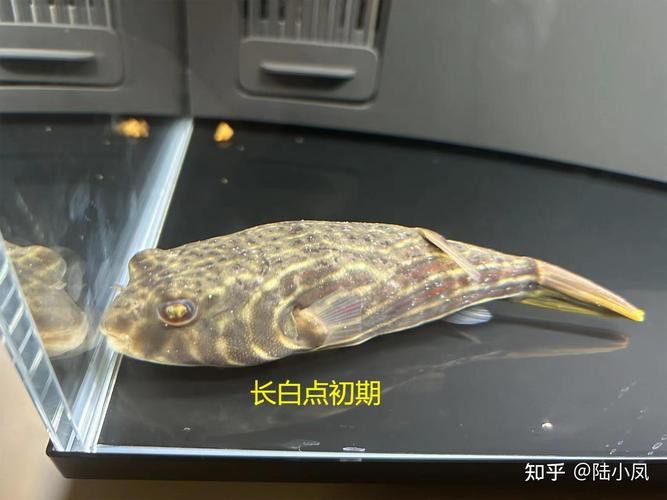 斑馬狗頭魚和龍魚混養(yǎng)可以嗎圖片 斑馬狗頭魚和龍魚混養(yǎng)可以嗎圖片 龍魚百科 第3張