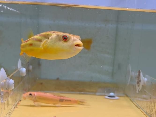 斑馬狗頭魚和龍魚混養(yǎng)可以嗎圖片 斑馬狗頭魚和龍魚混養(yǎng)可以嗎圖片 龍魚百科 第14張