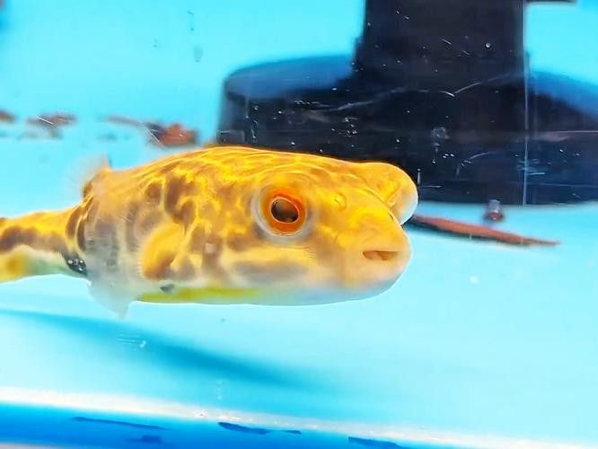 斑馬狗頭魚和龍魚混養(yǎng)可以嗎圖片 斑馬狗頭魚和龍魚混養(yǎng)可以嗎圖片 龍魚百科 第12張