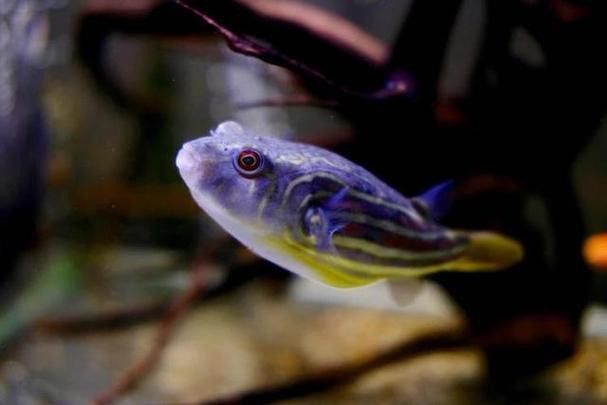 斑馬狗頭魚和龍魚混養(yǎng)可以嗎圖片 斑馬狗頭魚和龍魚混養(yǎng)可以嗎圖片 龍魚百科 第21張