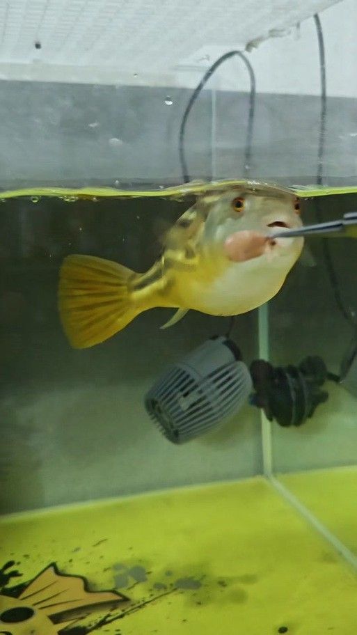 斑馬狗頭魚和龍魚混養(yǎng)可以嗎圖片 斑馬狗頭魚和龍魚混養(yǎng)可以嗎圖片 龍魚百科 第17張